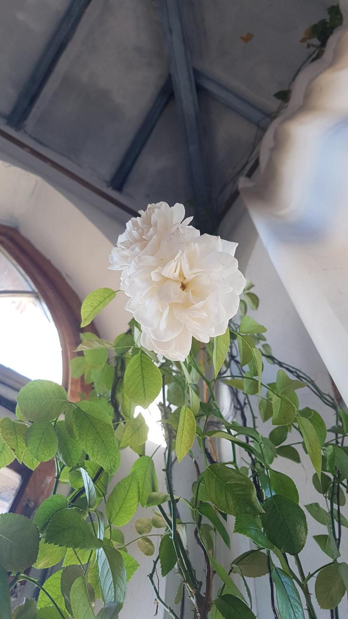 ホテル La Torre Di Pieve ピエーヴェ・サント・ステーファノ エクステリア 写真